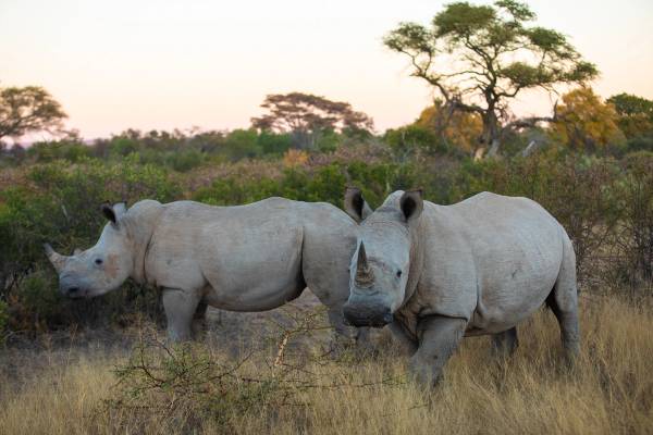 Two grey rhinos in the bush
