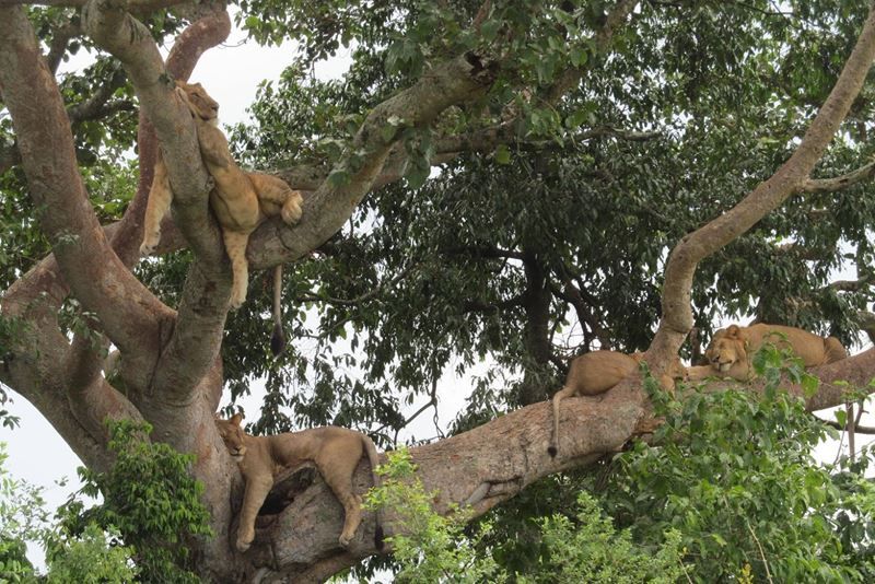 Female lions sleeping on tree branches