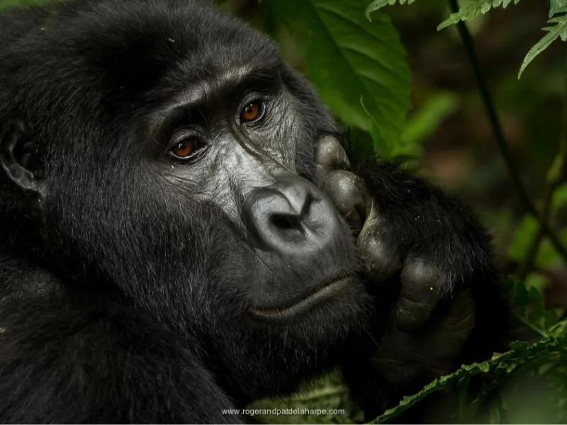 Close up of gorilla looking into the distance