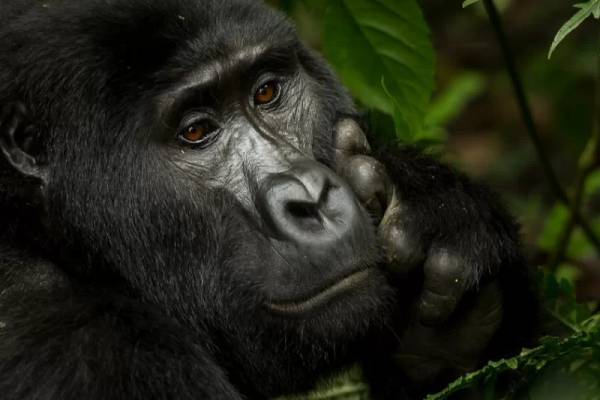 Close up of gorilla looking into the distance