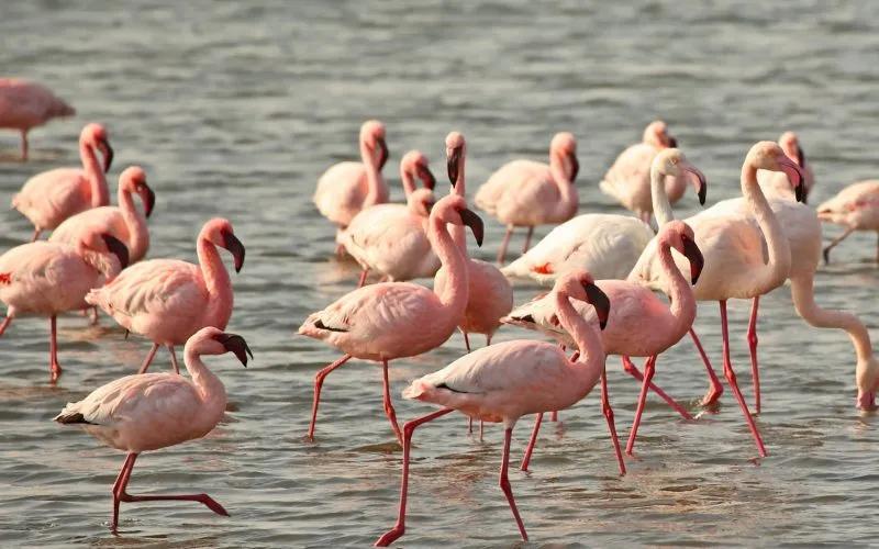 Walvis Bay Flamingos