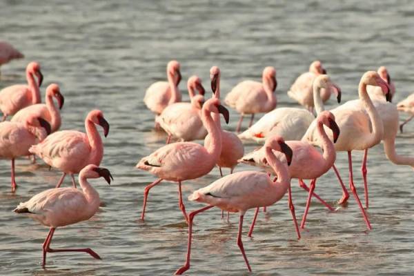 Walvis Bay Flamingos