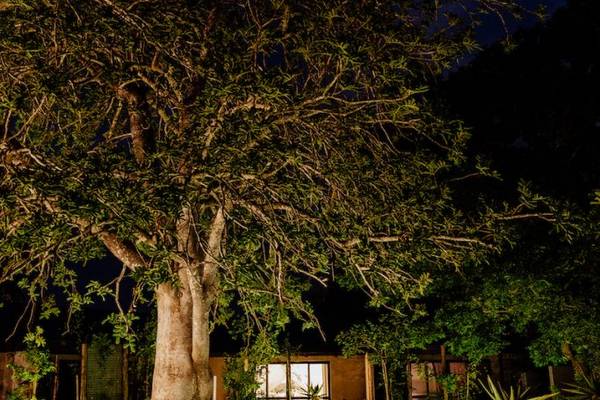 Kruger Shalati Train on the Bridge outdoor walkway at night with low lights lighting the way beneath trees and rooms