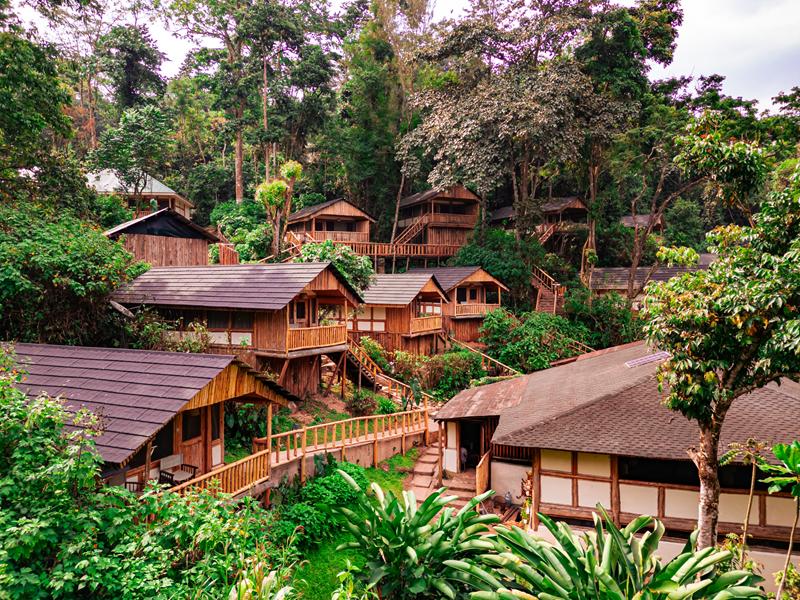 Wooden chalets amongst forest