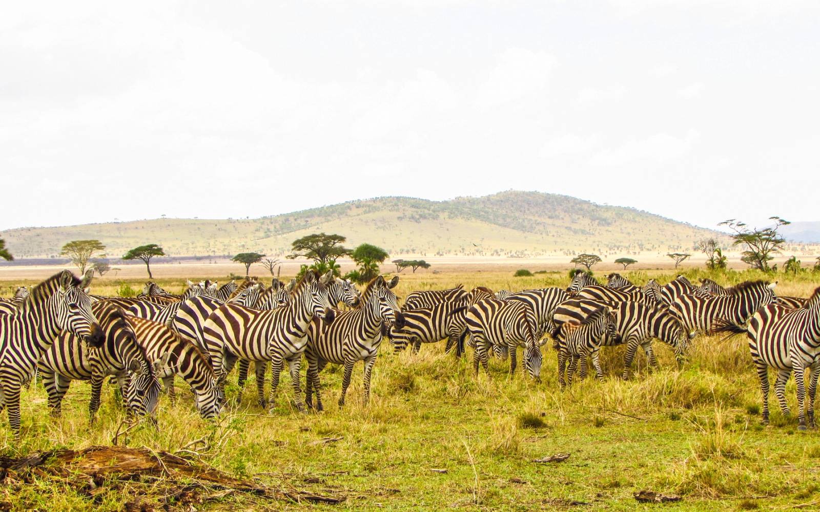 Herd of Zebra on Tanzanian plain