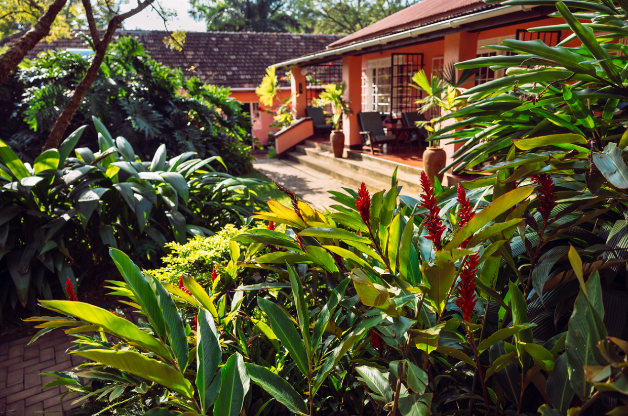 Lush garden and porch seen through the leaves
