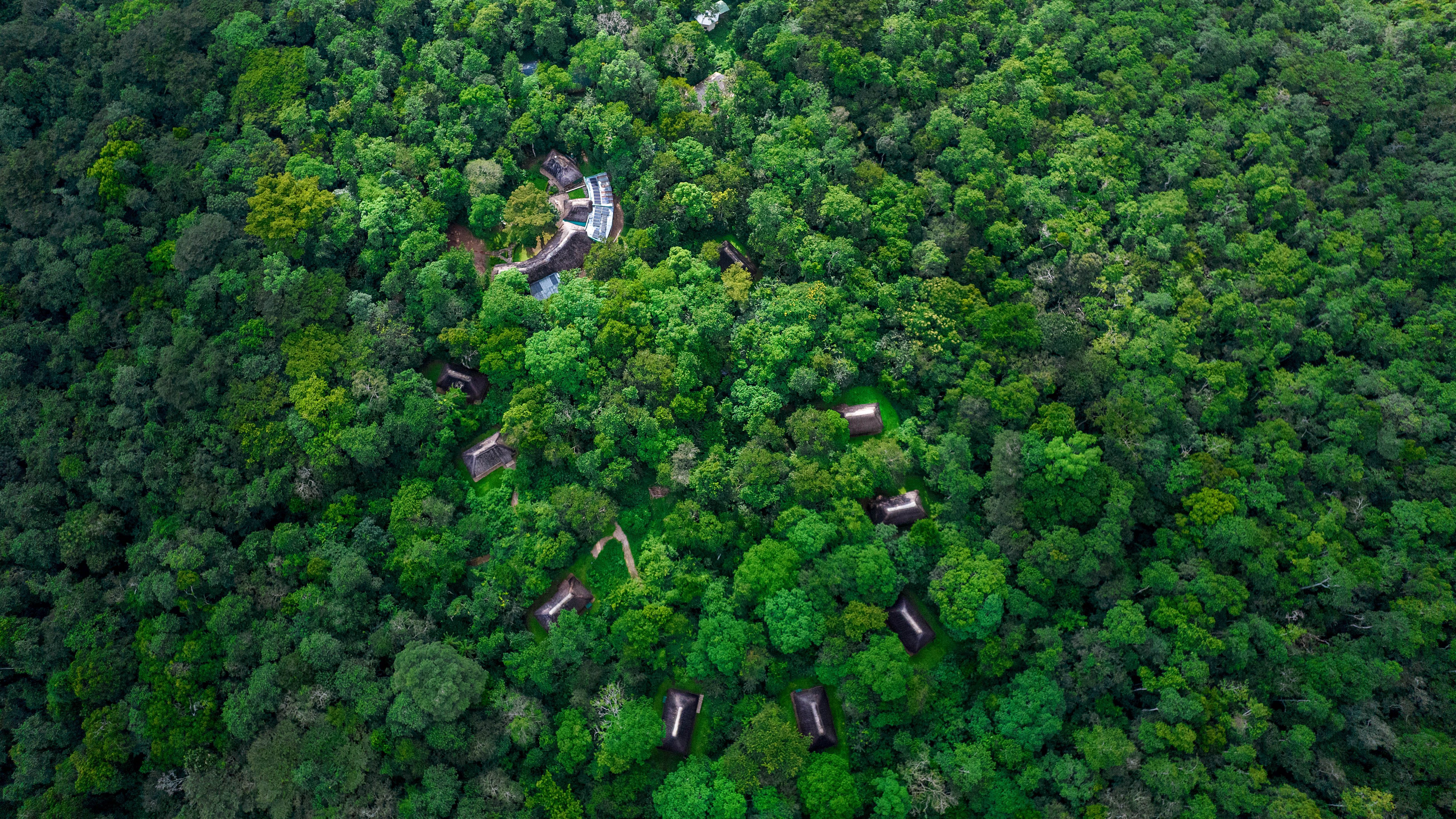 Aerial view of green forest land and buildings peaking through the trees