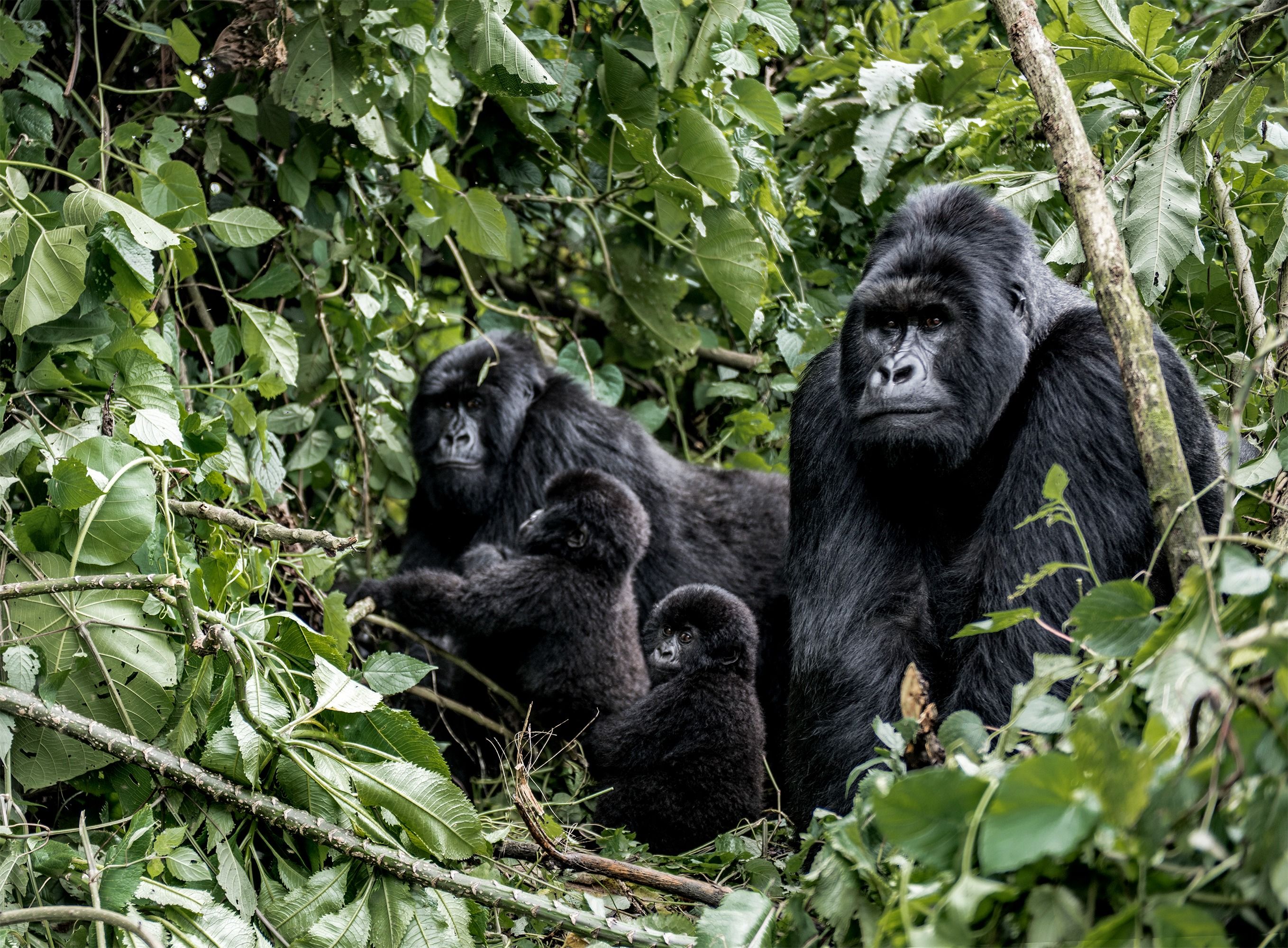 Two adult and two baby gorillas in the forest