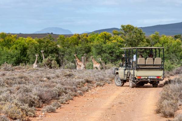 A safari game drive vehicle is parked on a road while its passengers observe a group of giraffe
