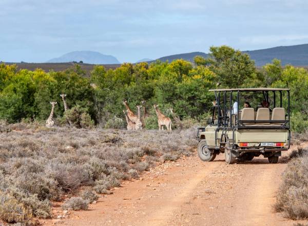 A safari jeep at Mont Eco Private Game Reserve parks in front of a tower of giraffes