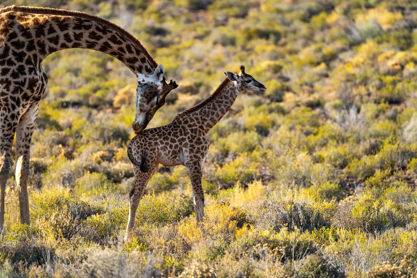 A mother giraffe leans over tending to her baby giraffe in the scrub bush of the Little Karoo