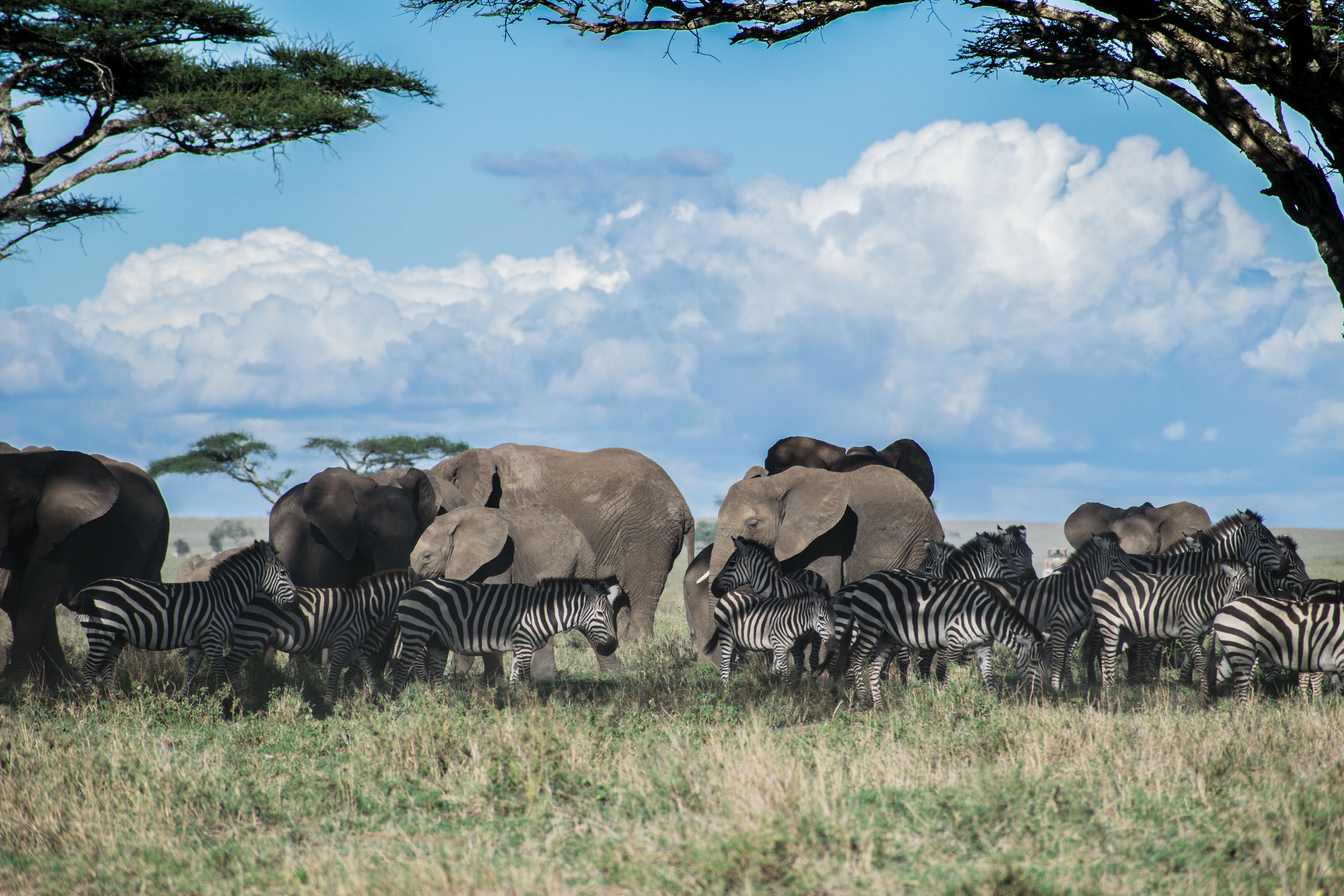 Serengeti & Zanzibar