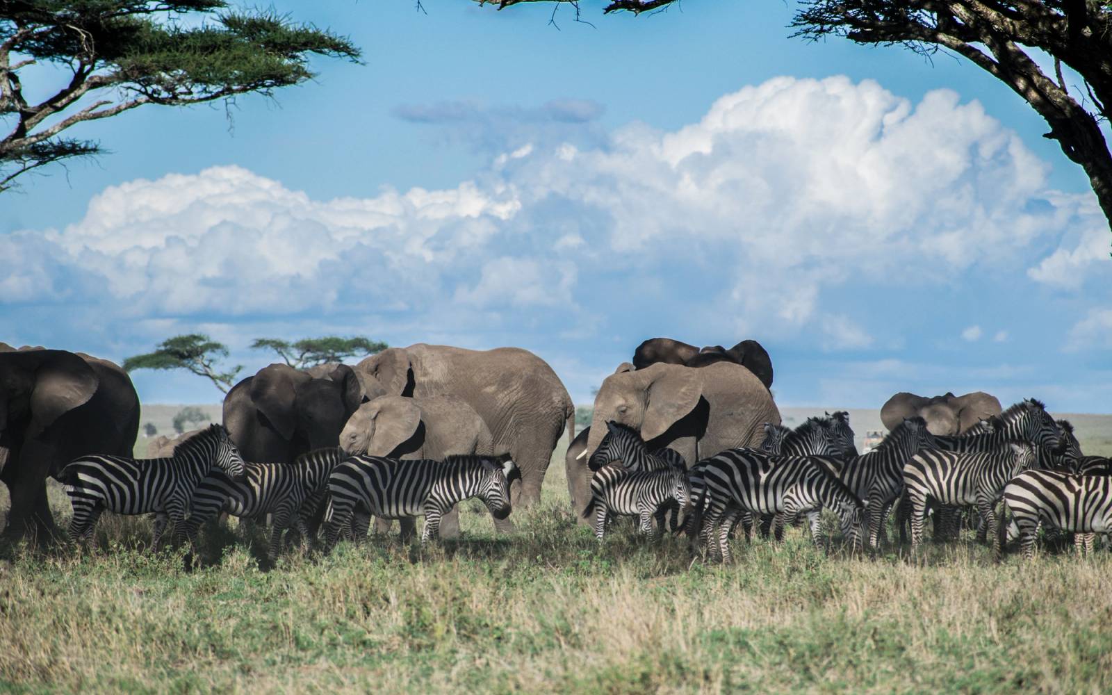Serengeti & Zanzibar