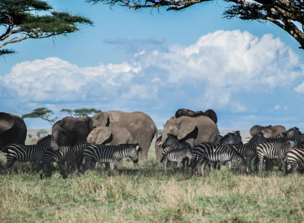 Serengeti & Zanzibar
