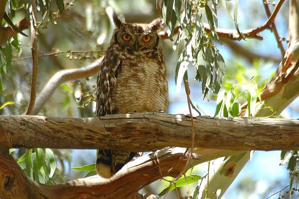 Owl with bright orange eyes sitting in a tree