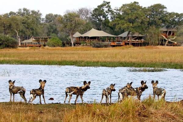 Wild dogs overlooking water with Tuludi tented lodges across the water