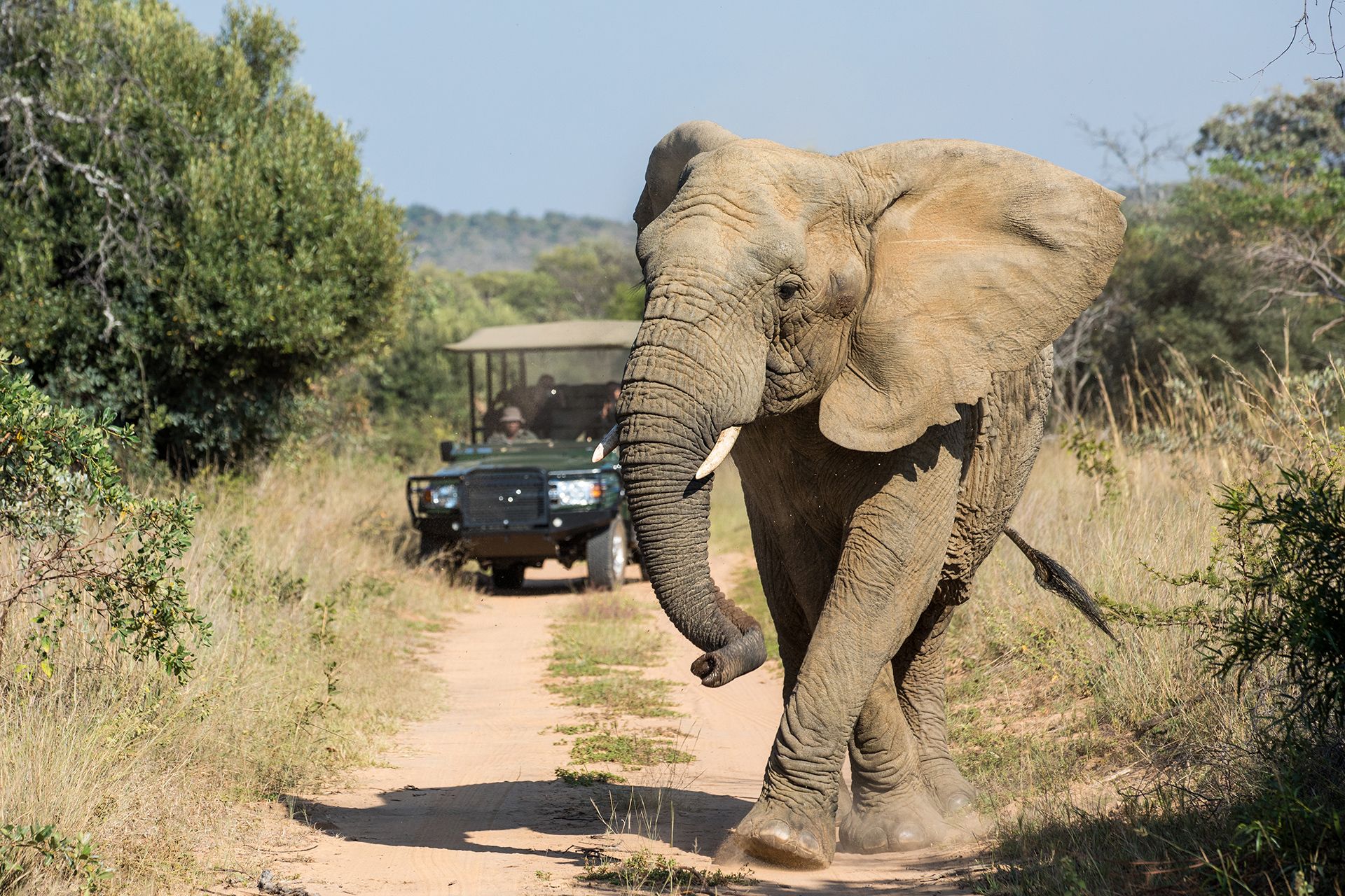 Elephant on dirt road with safari vehicle watching in the background
