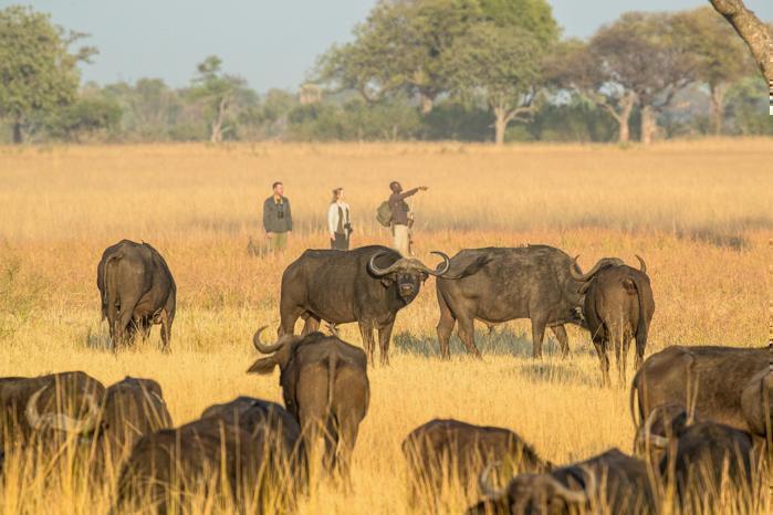Buffalo roaming grassland with three people watching in the background