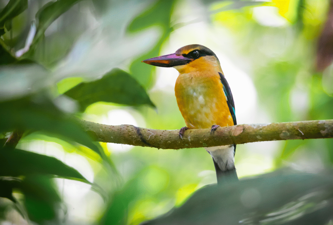 A kingfisher perched on a thin branch amidst green foliage
