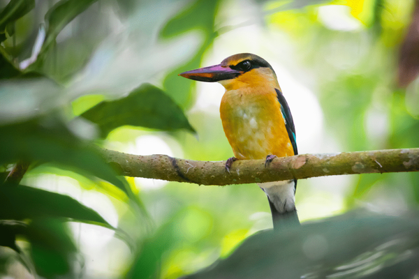 A kingfisher perched on a thin branch amidst green foliage