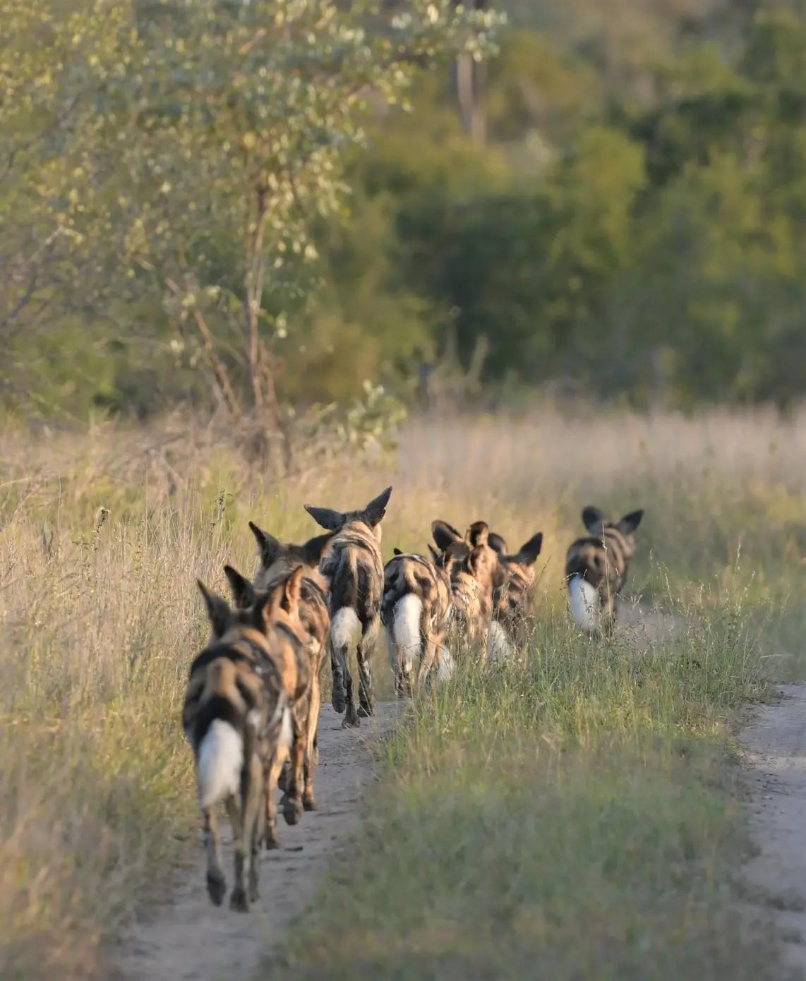 Wild dogs following one another down a path