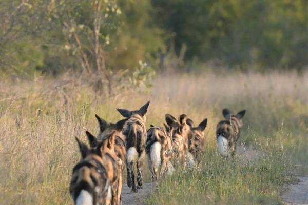 Wild dogs following one another down a path