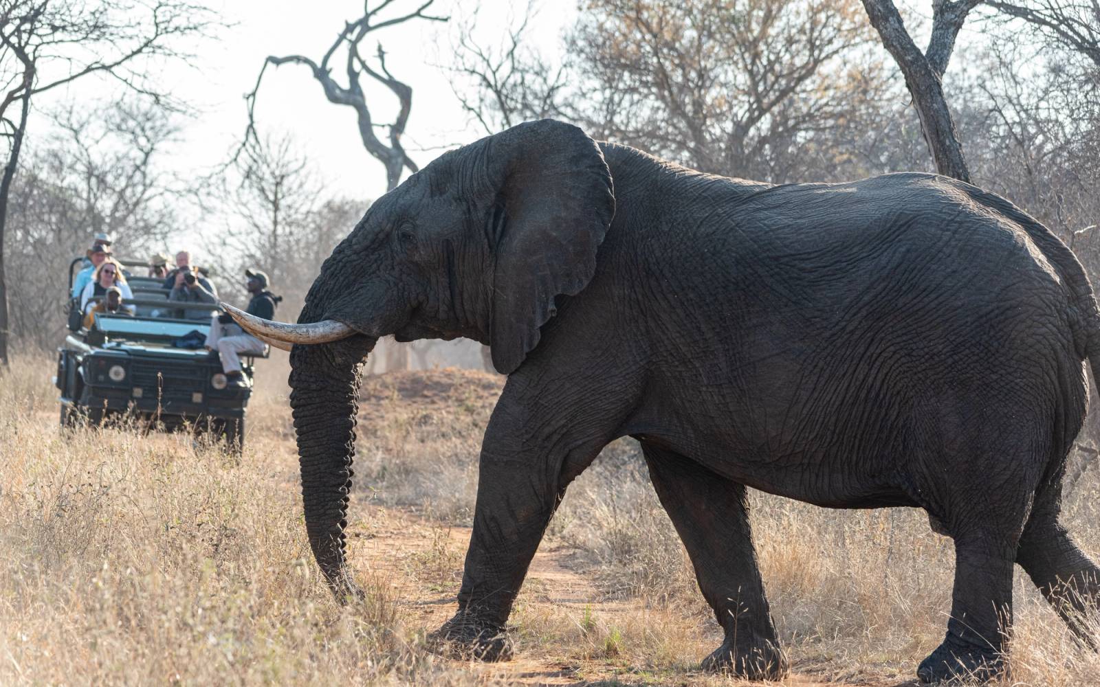 A maginificant elephant with large white tusks walks in front of an open safari jeep with tourists in it.