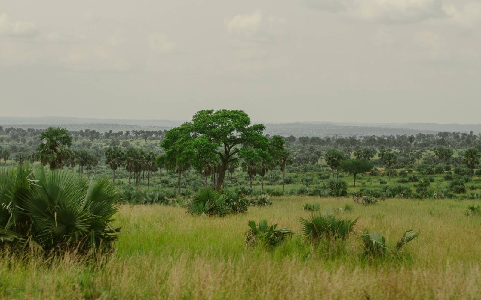 Verdant lush Serengeti grasslands of Masindi, Uganda