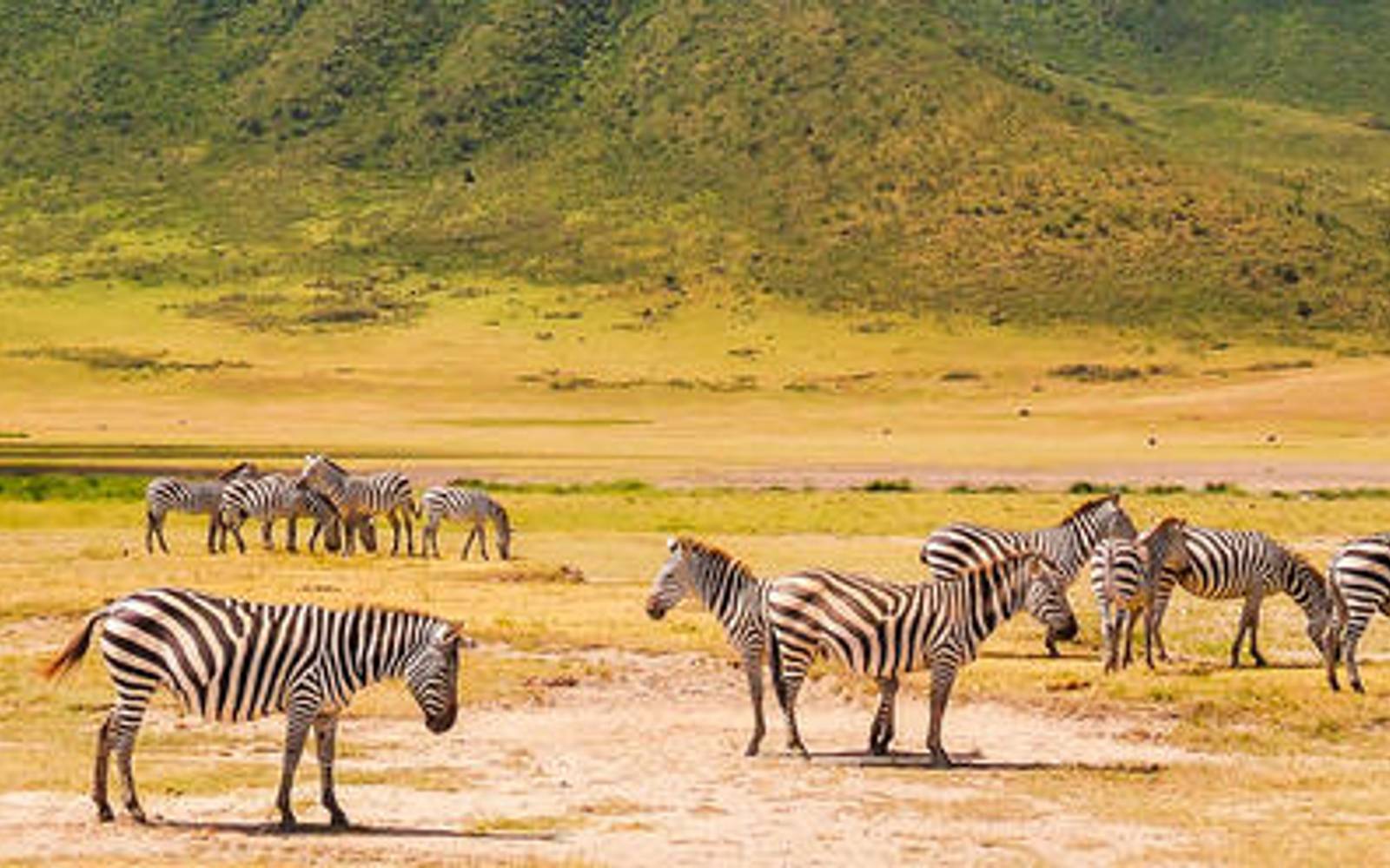 Essence of Tanzania: 6 Night Exclusive Small Group Safari