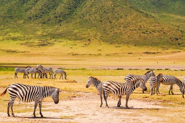 Zebra in Karatu with green mountain in the background
