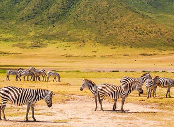 Zebra in Karatu with green mountains in the background