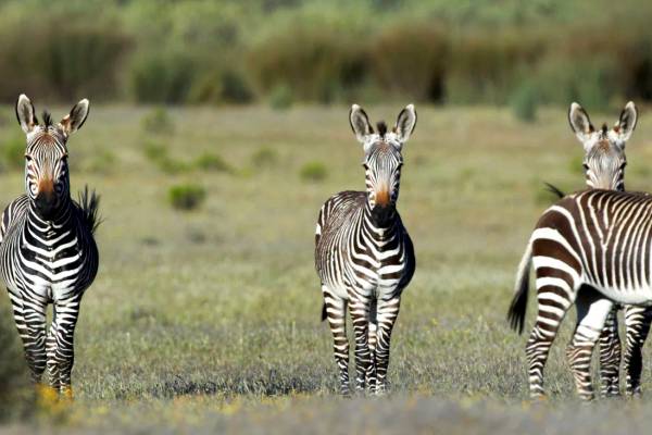 Three zebra looking towards camera from across green grassland