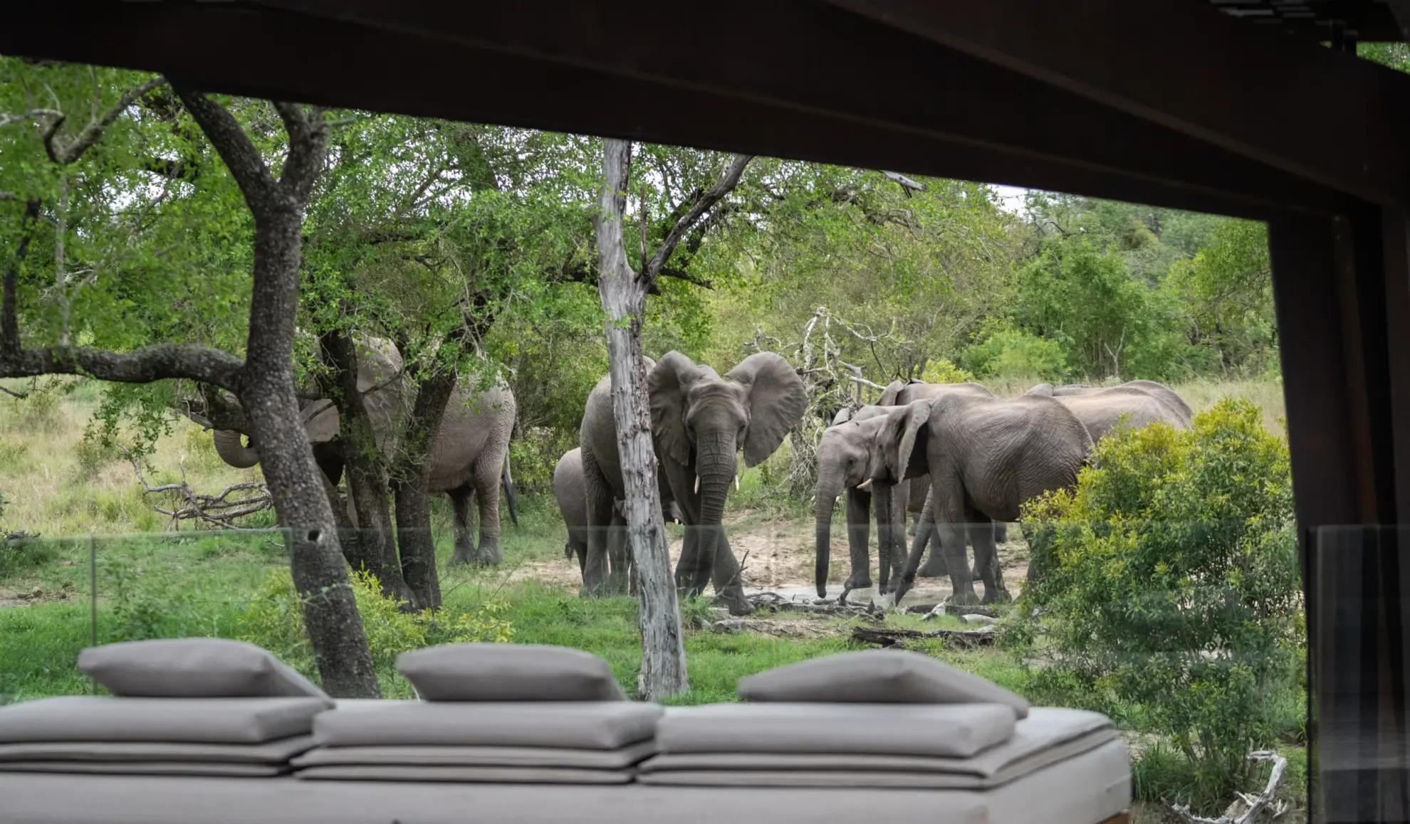Herd of elephants seen from outdoor seating