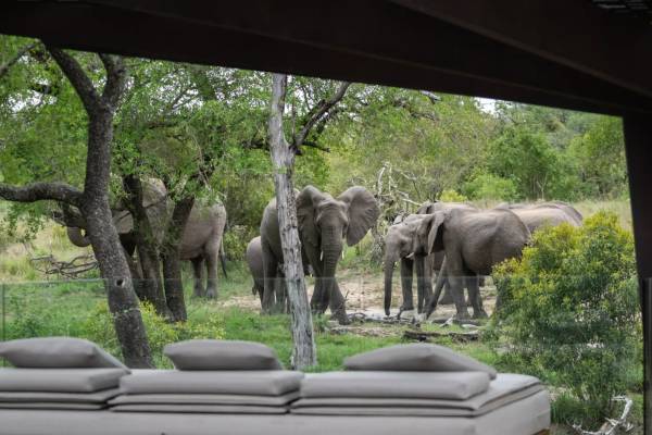 Herd of elephants seen from outdoor seating