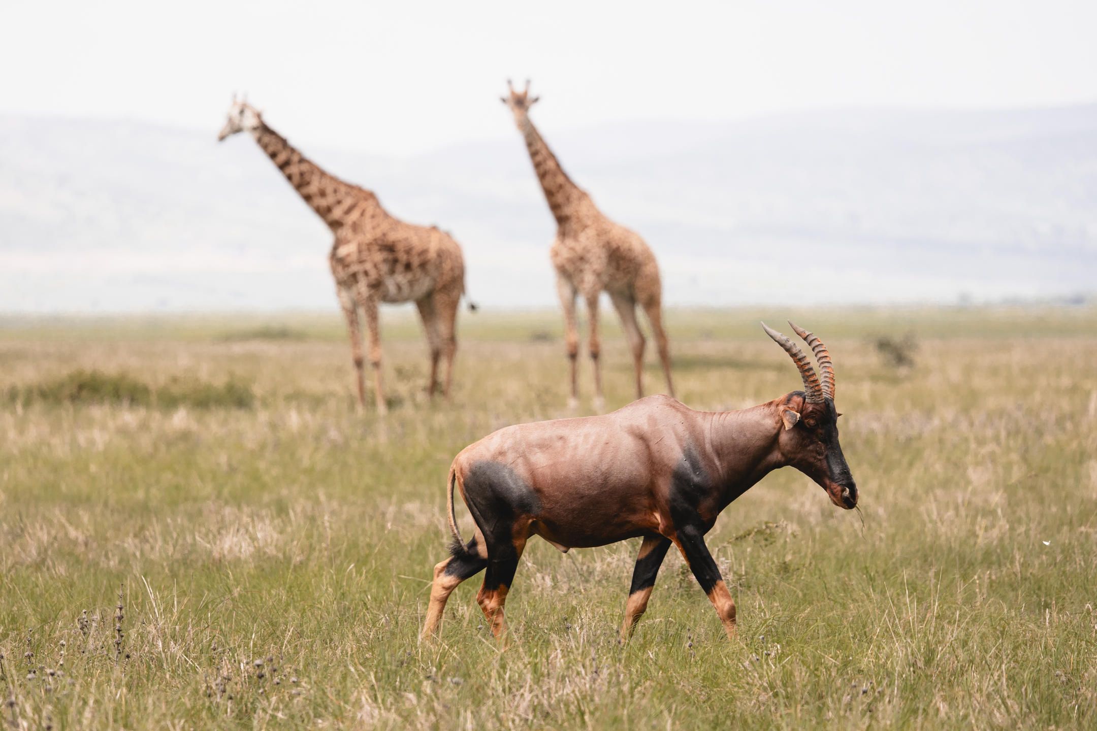 Two giraffe in the background and a buck in the foreground