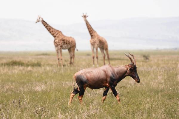 Two giraffe in the background and a buck in the foreground