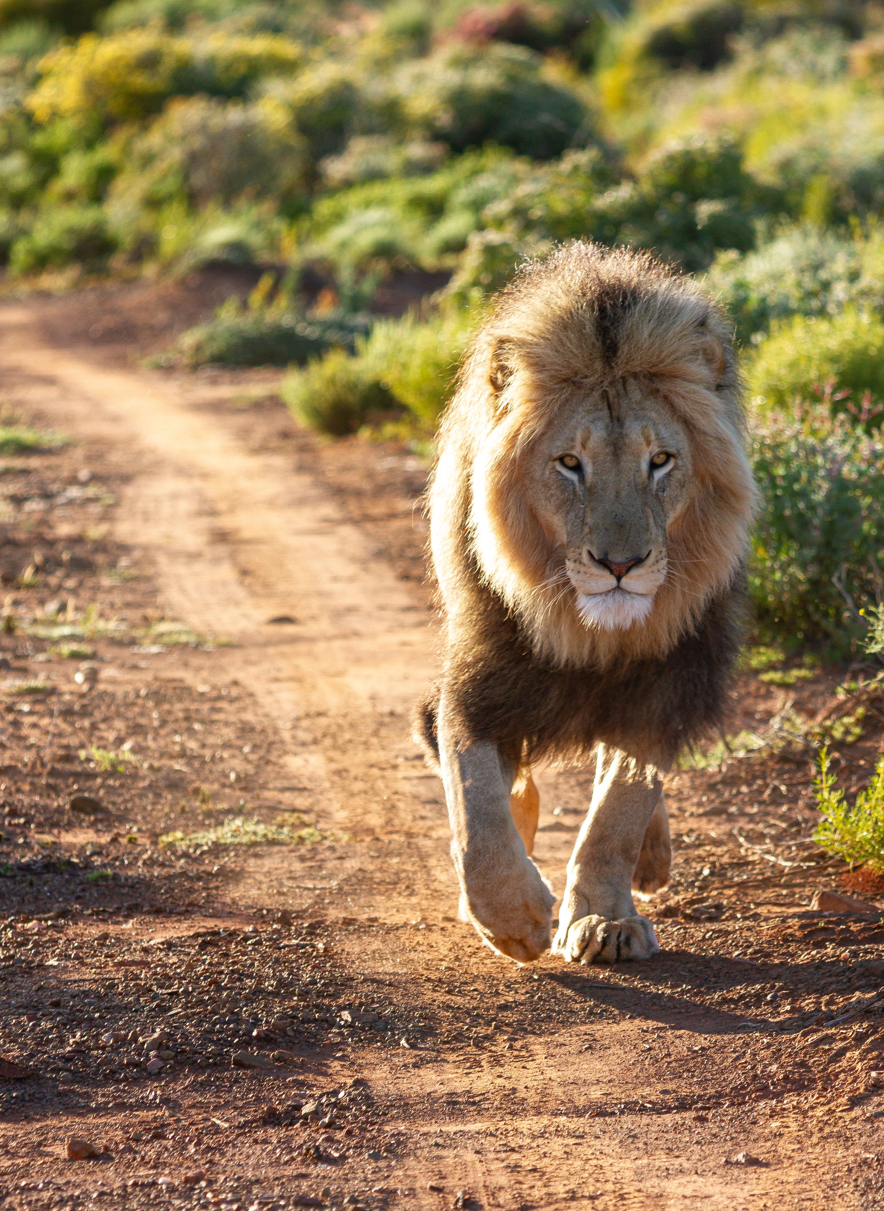 A lion walks down a road in a game reserve