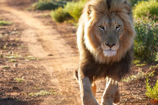 A lion walks down a road in a game reserve