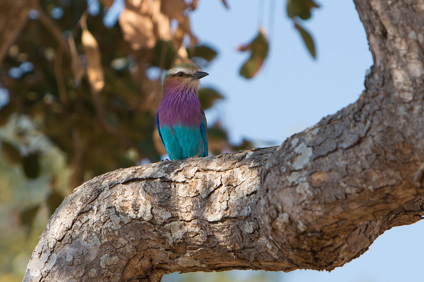 Colourful bird perched on branch