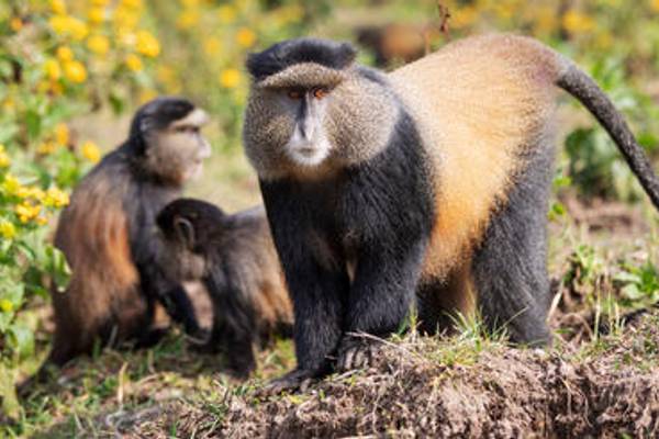 Three Mantled Guereza or Eastern Black-and-white Colobus monkeys