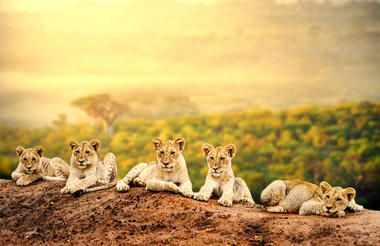 Young lions sitting on ridge