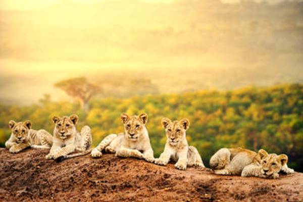Young lions sitting on ridge
