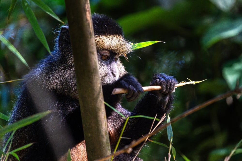 Golden monkey eating a plant shoot