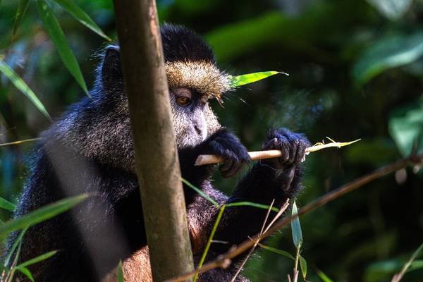 Golden monkey eating a plant shoot
