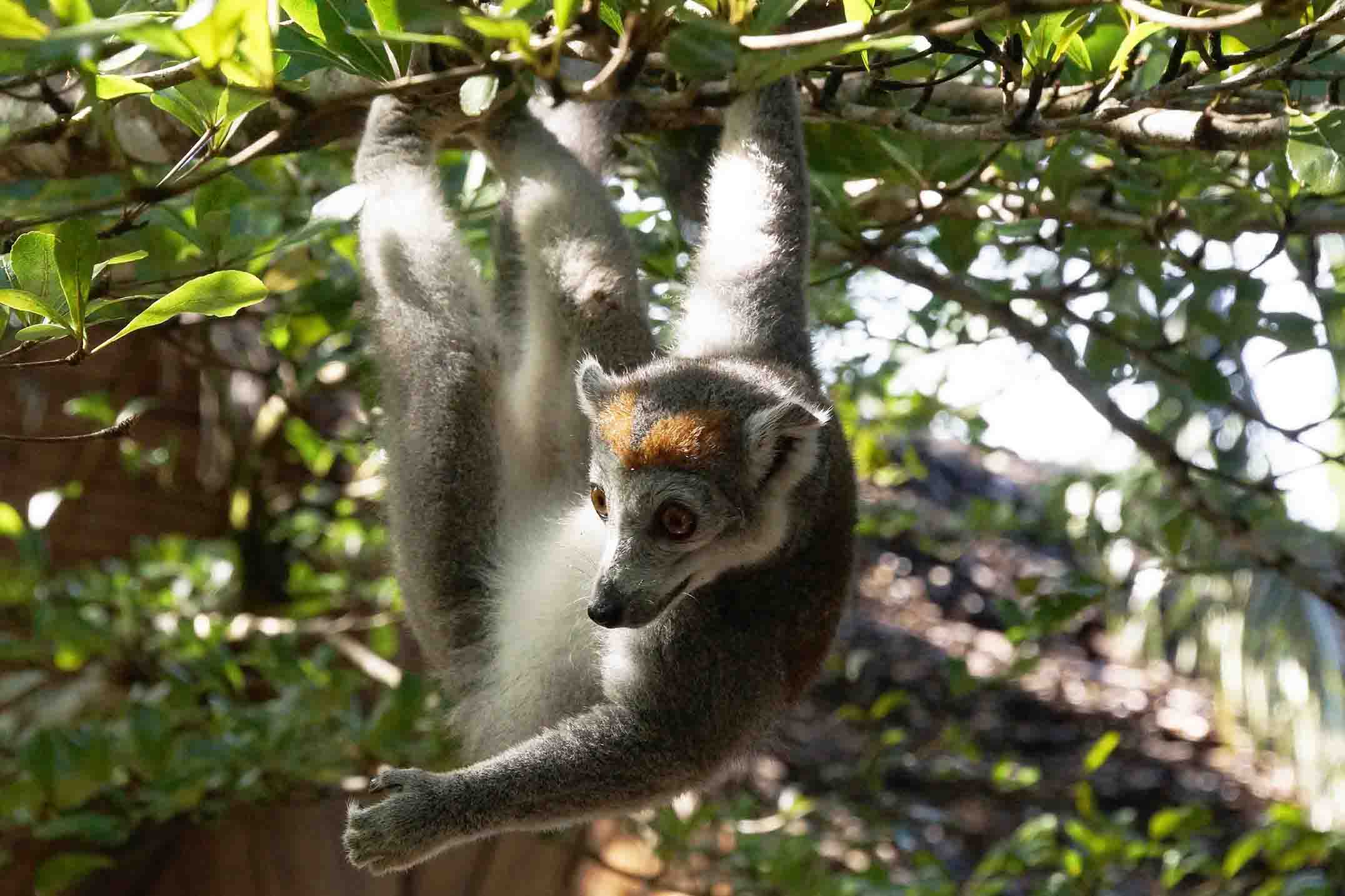 Crowned lemur in Andasibe
