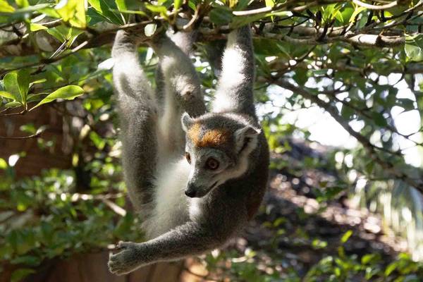 Crowned lemur in Andasibe