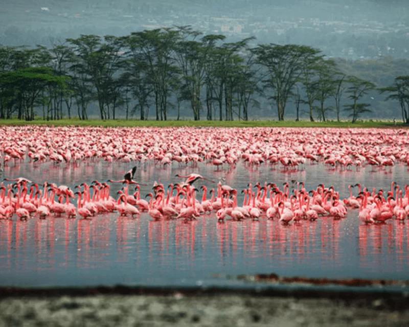 Lake with pink flamingos