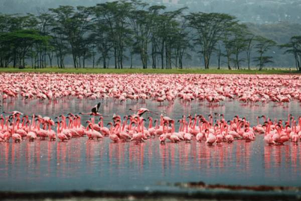 Lake with pink flamingos