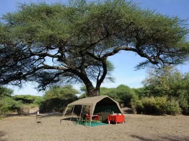 Mobile camping tent under large tree