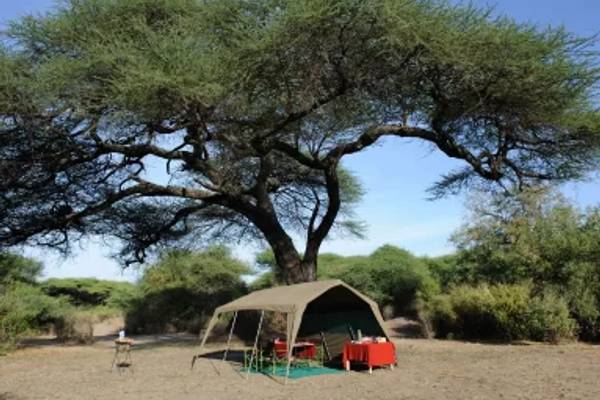 Mobile camping tent under large tree